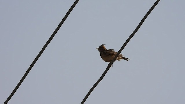 Malabar Lark - ML527303221