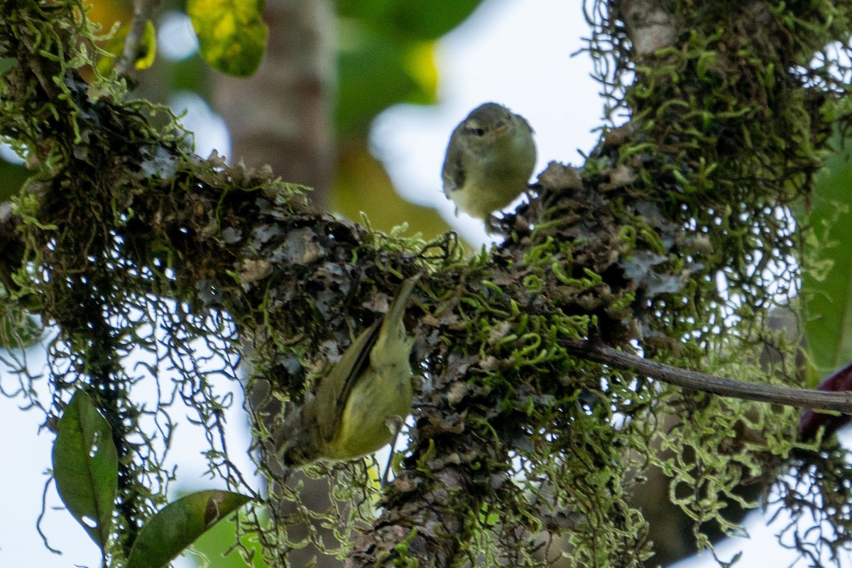 Timor Leaf Warbler (Timor) - Jafet Potenzo Lopes