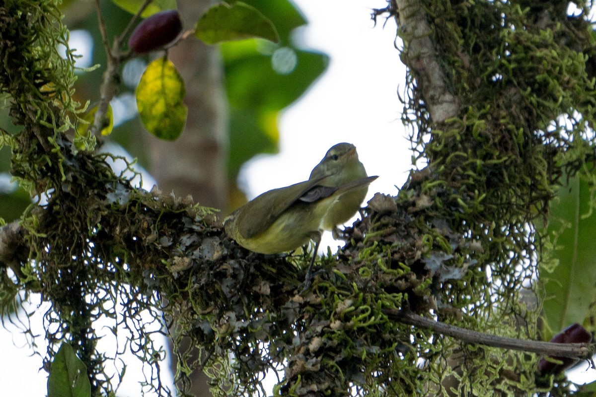 Timor Leaf Warbler (Timor) - Jafet Potenzo Lopes