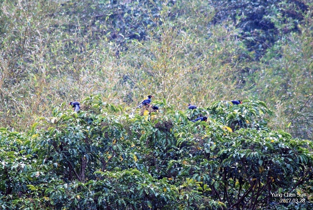 Taiwan Blue-Magpie - ML52730511