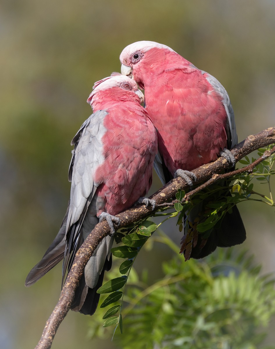 Galah - Julie Clark