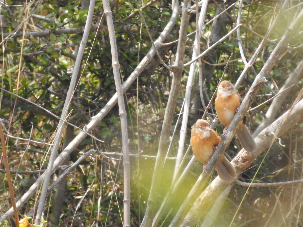 Tawny-bellied Babbler - ML527305391