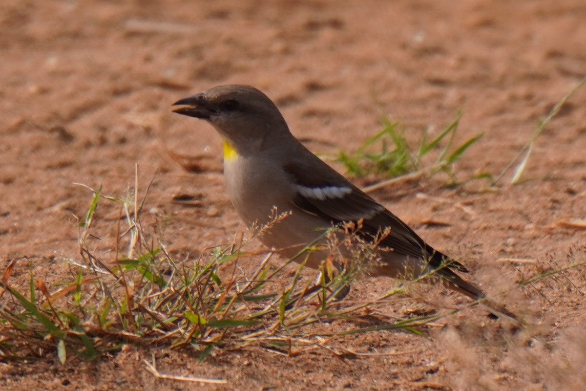 Yellow-throated Sparrow - ML527306541