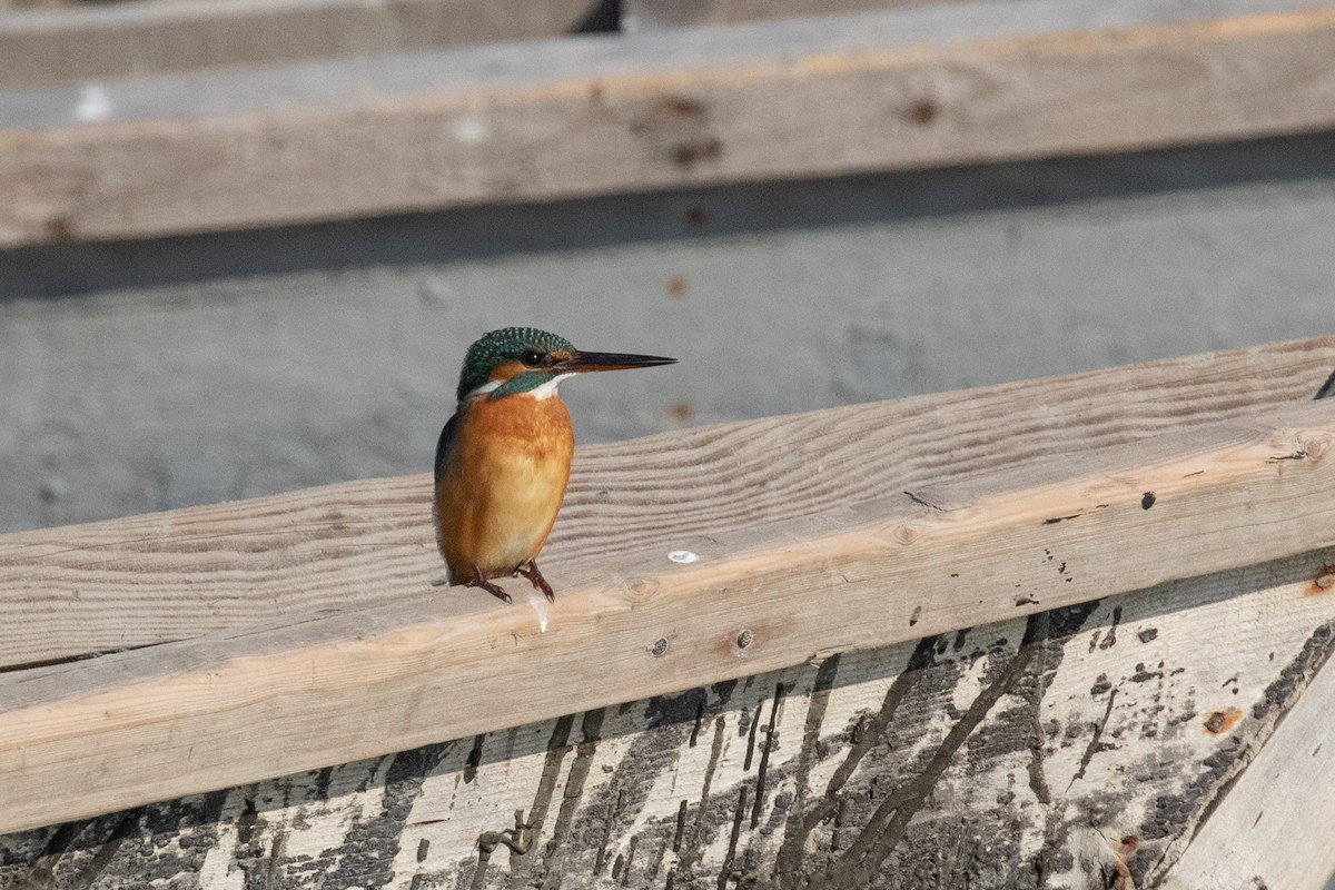 Martin-pêcheur d'Europe - ML527306761