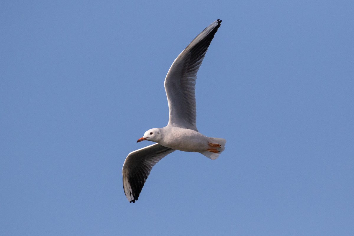 Goéland railleur - ML527306791