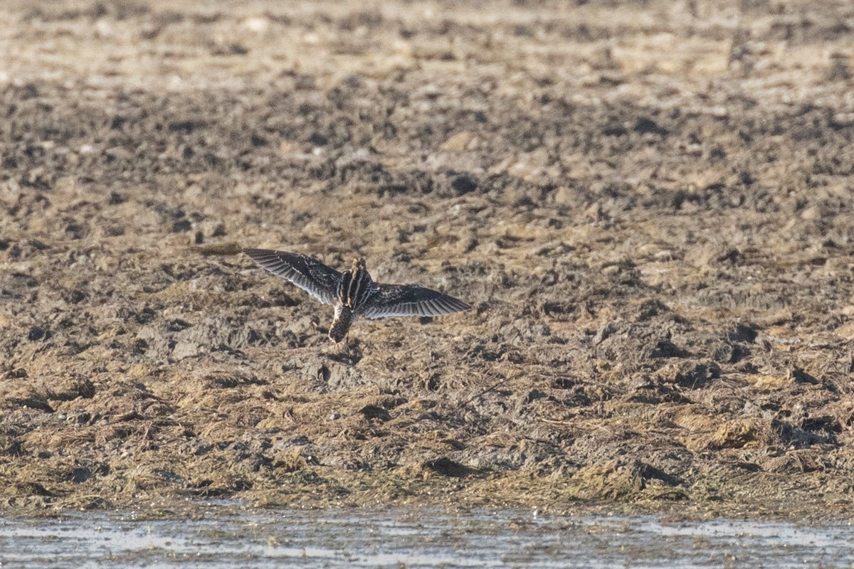 Bécassine des marais - ML527306831
