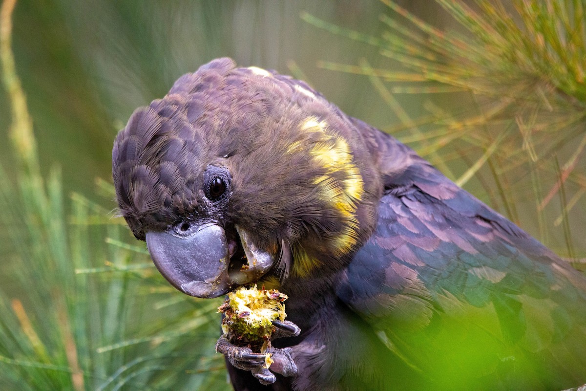 Glossy Black-Cockatoo - Joel Poyitt