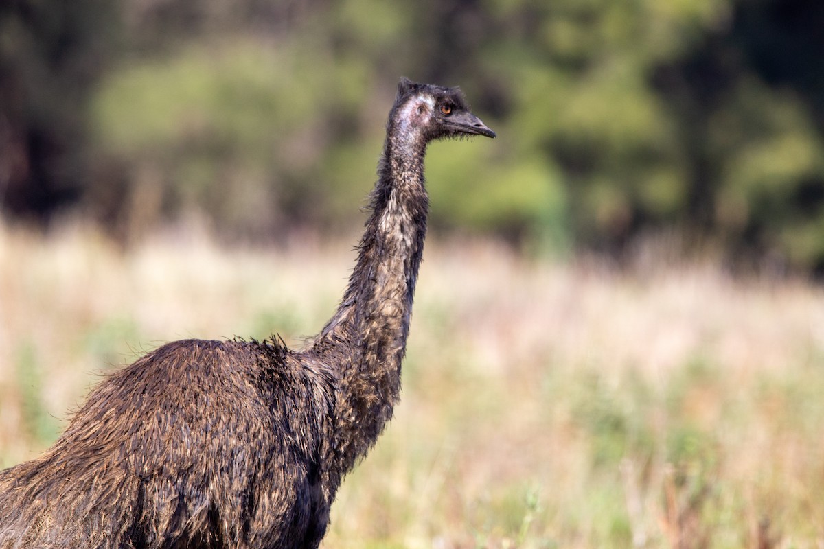 emu hnědý - ML527306951