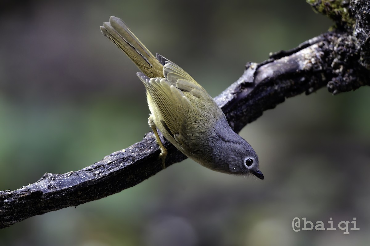 Huet's Fulvetta - qi bai