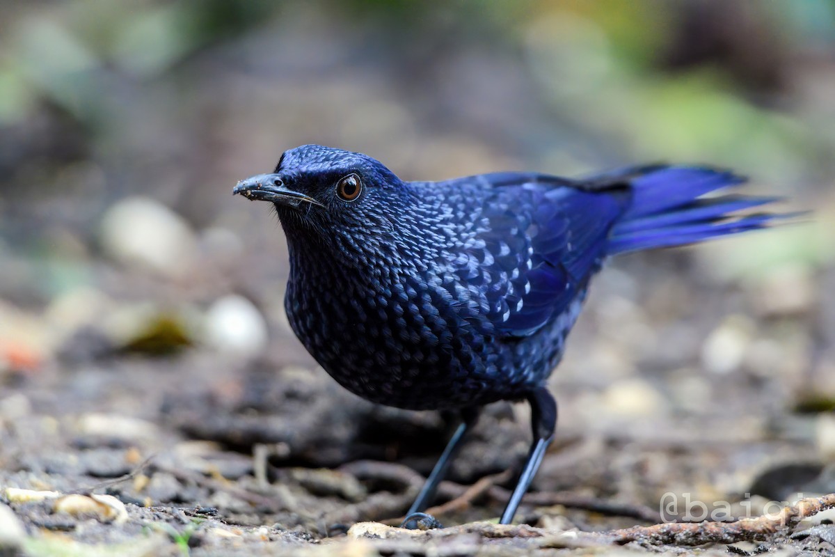 Blue Whistling-Thrush - ML527307401