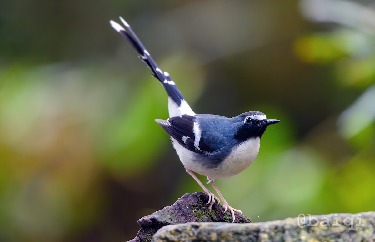 Slaty-backed Forktail - ML527307441