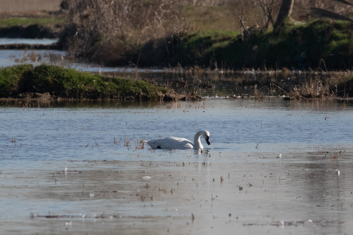 Zwergschwan (bewickii) - ML527307971