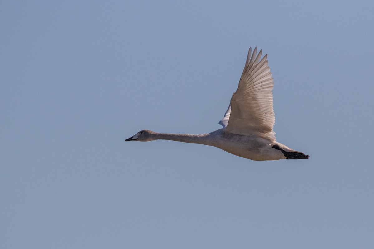 Whooper Swan - ML527308011