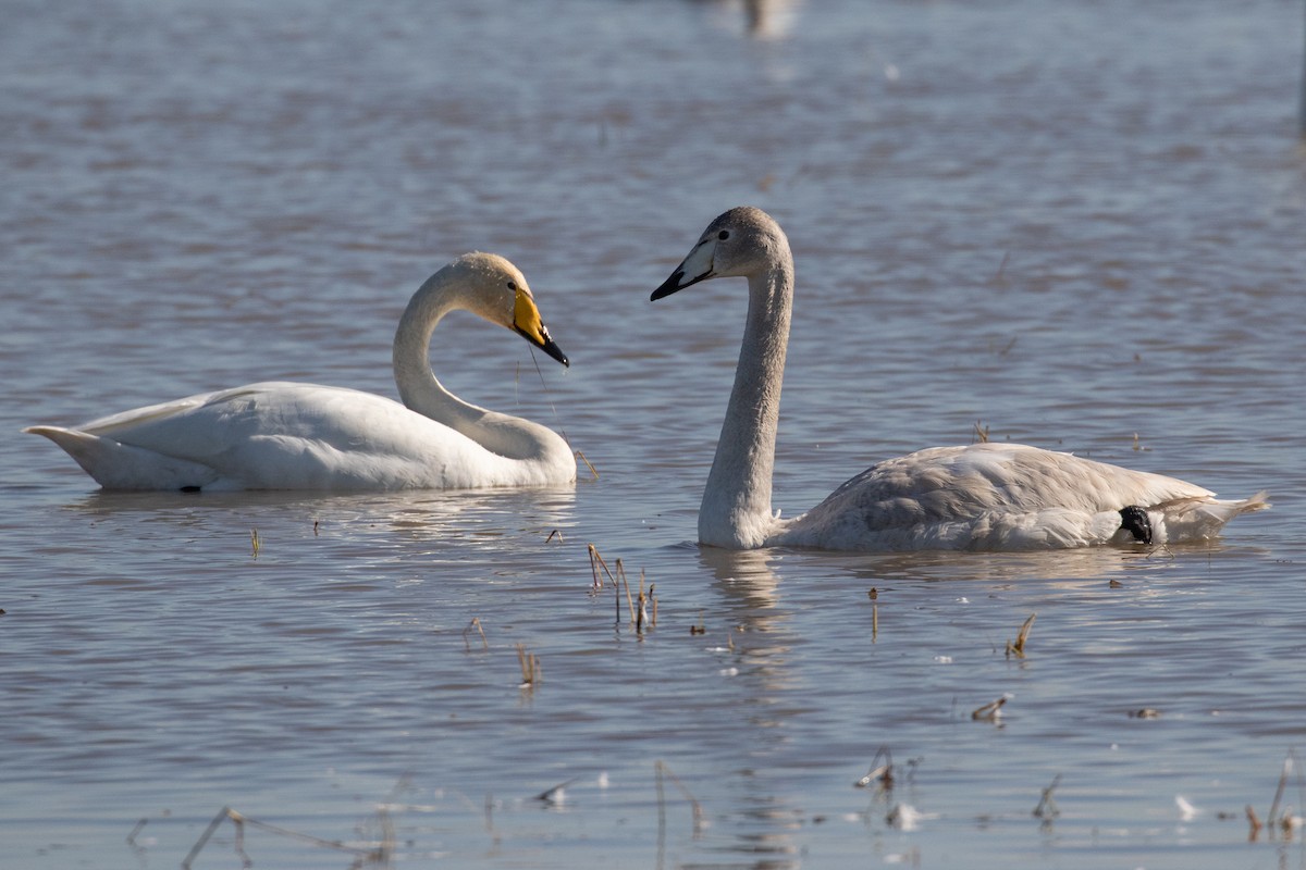 Whooper Swan - ML527308021