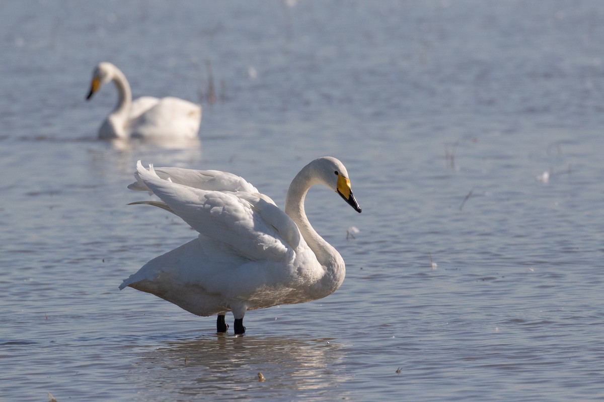 Cygne chanteur - ML527308031