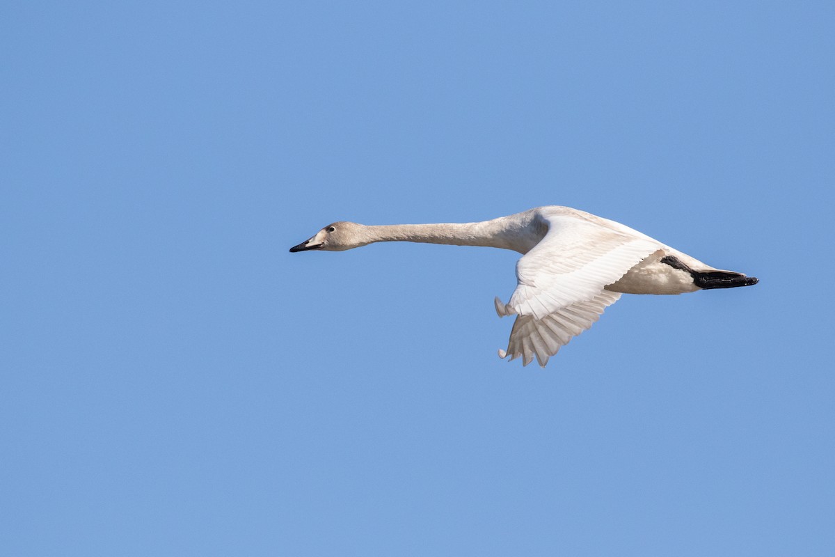 Cygne chanteur - ML527308041