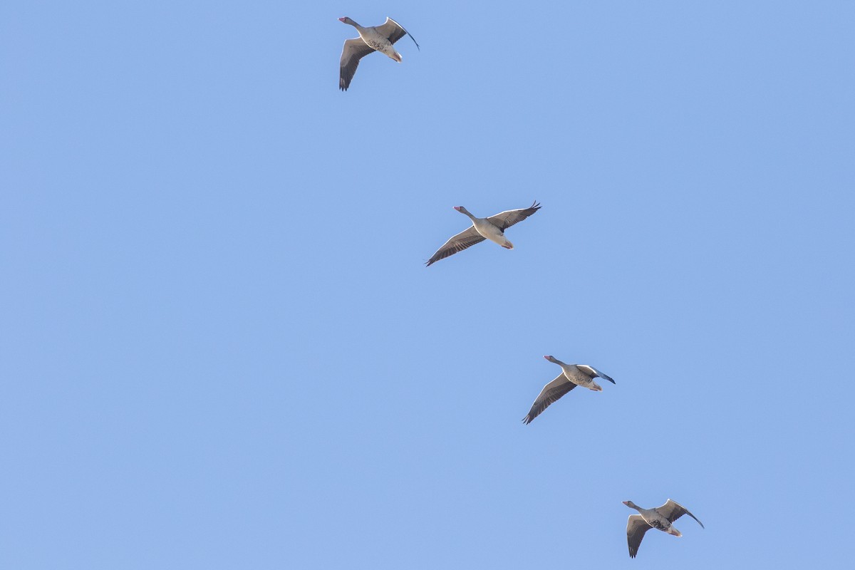 Graylag Goose - Dorna Mojab