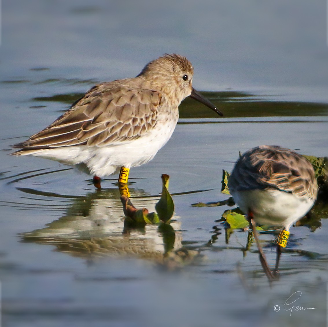 Dunlin - ML527308471