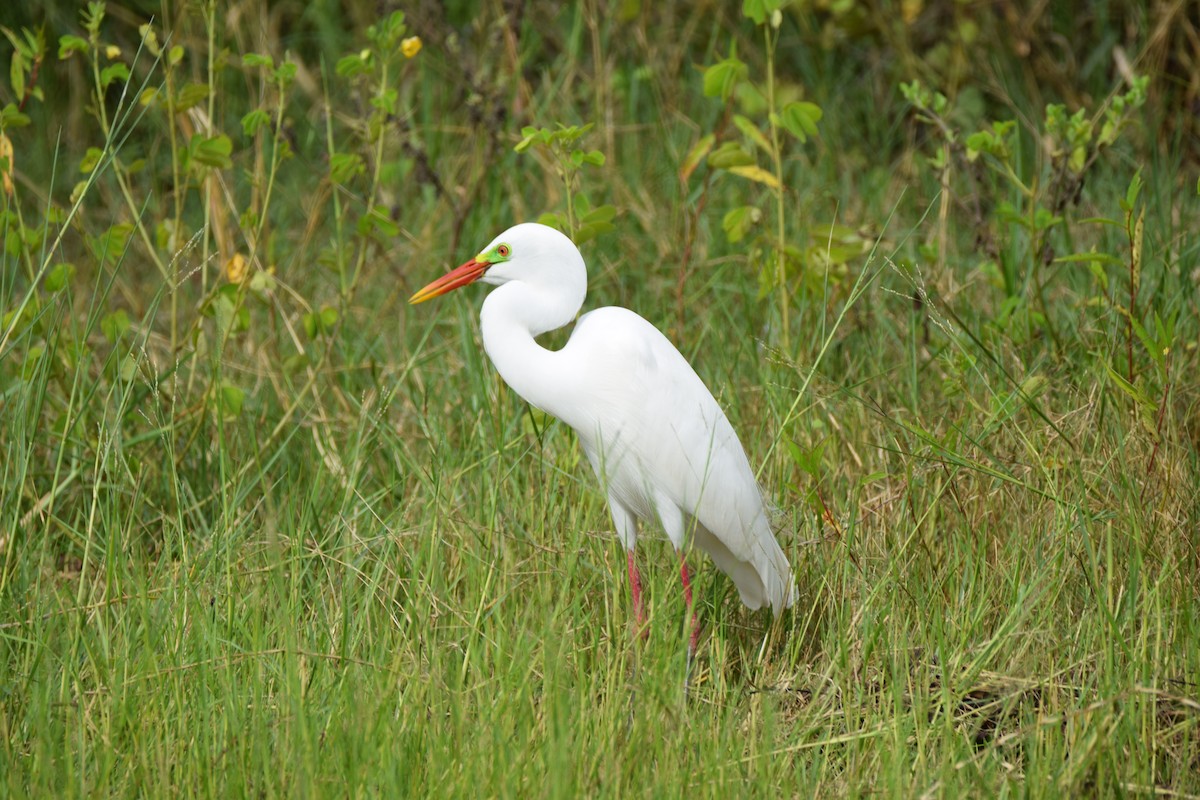 Yellow-billed Egret - Ryne Rutherford