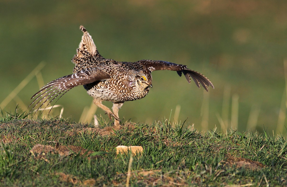 Sharp-tailed Grouse - ML52731001