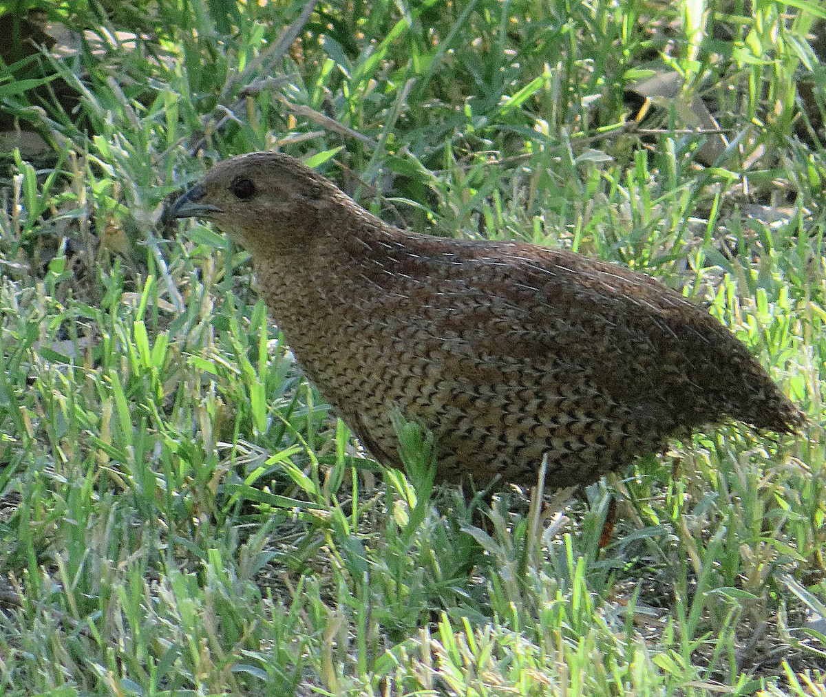 Brown Quail - ML527310691