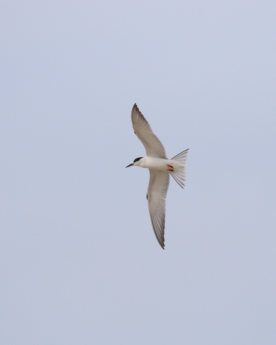 Common Tern - ML527310971