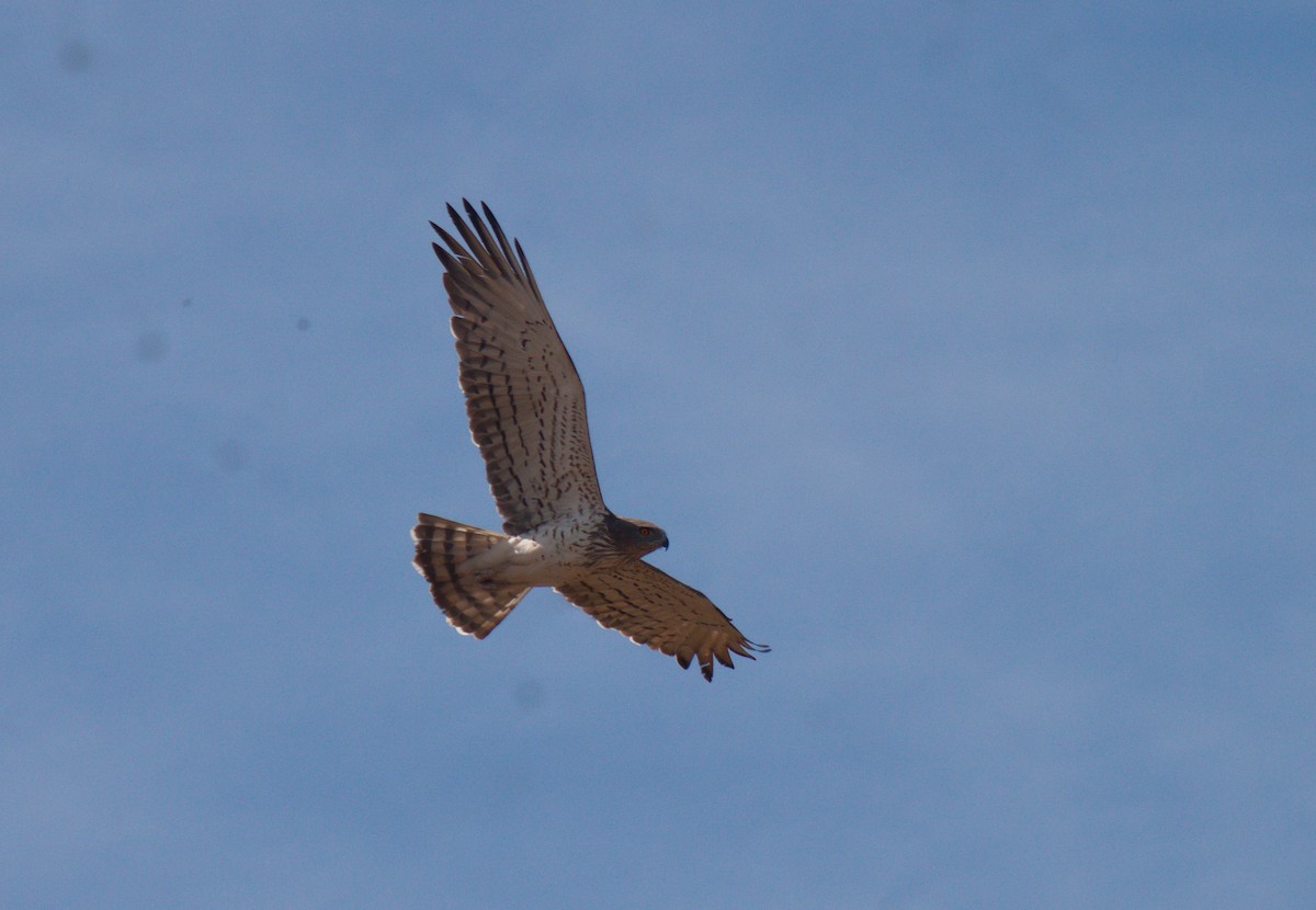 Schlangenadler - ML527311531