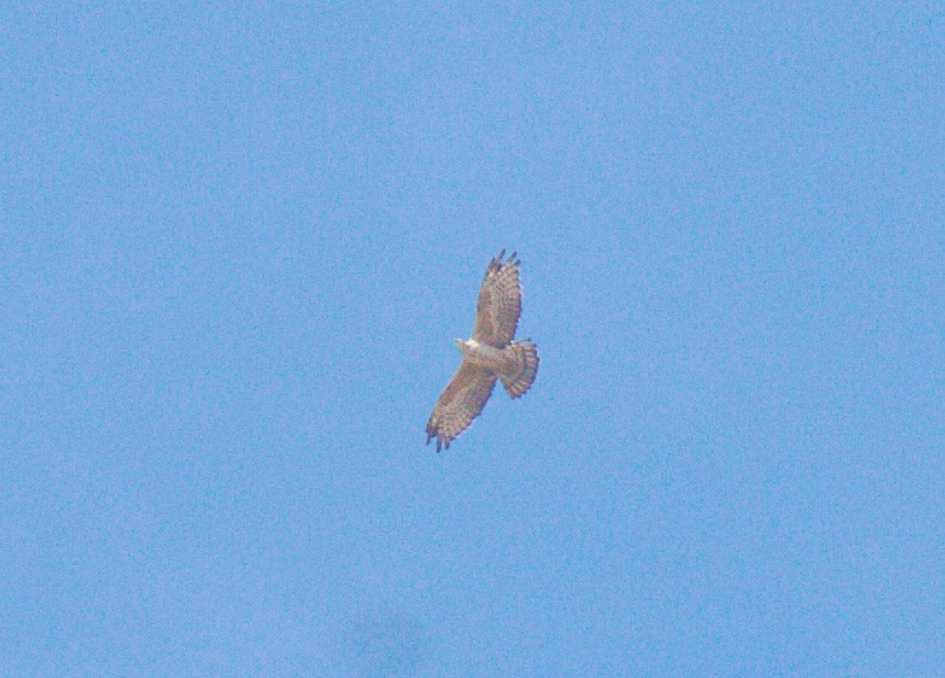 Schopfwespenbussard - ML527311671