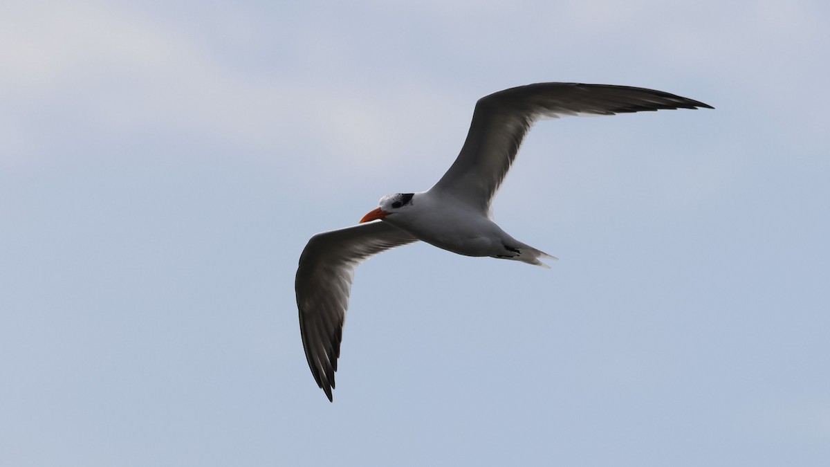 Royal Tern - ML527312101