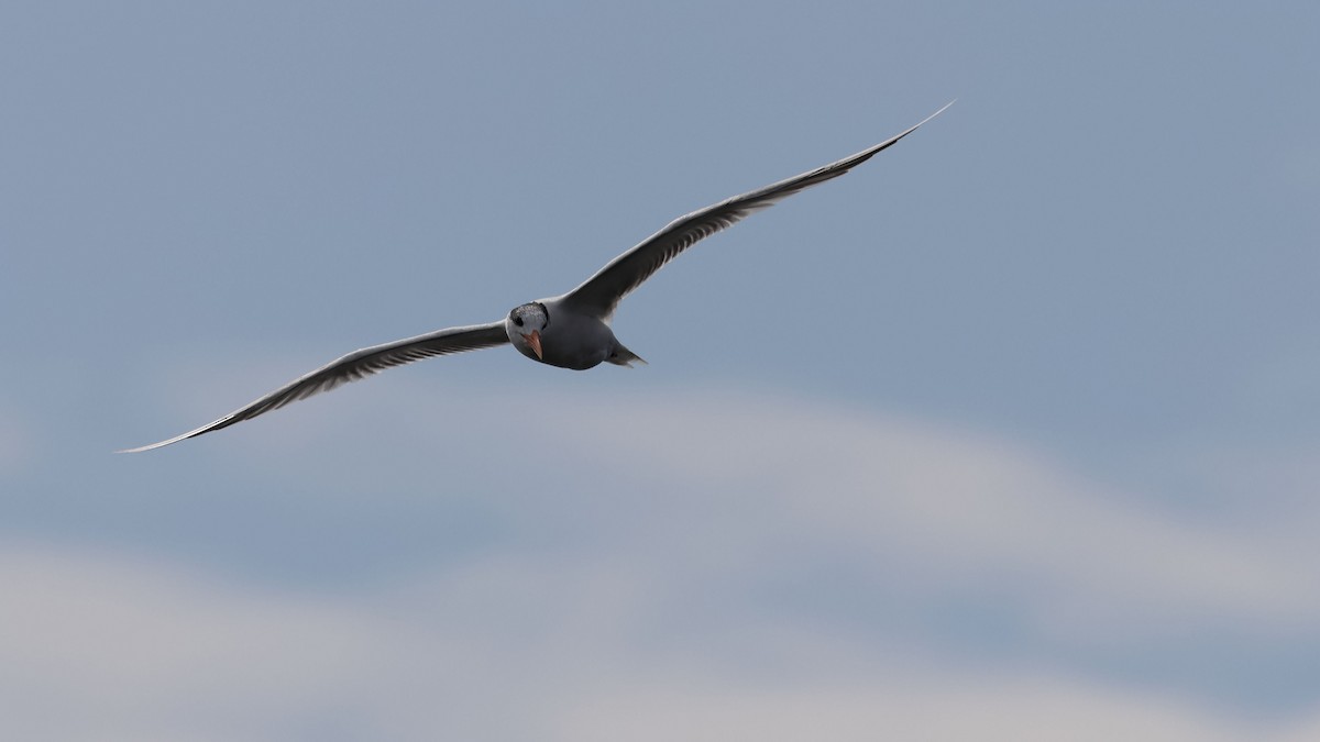 Royal Tern - ML527312121