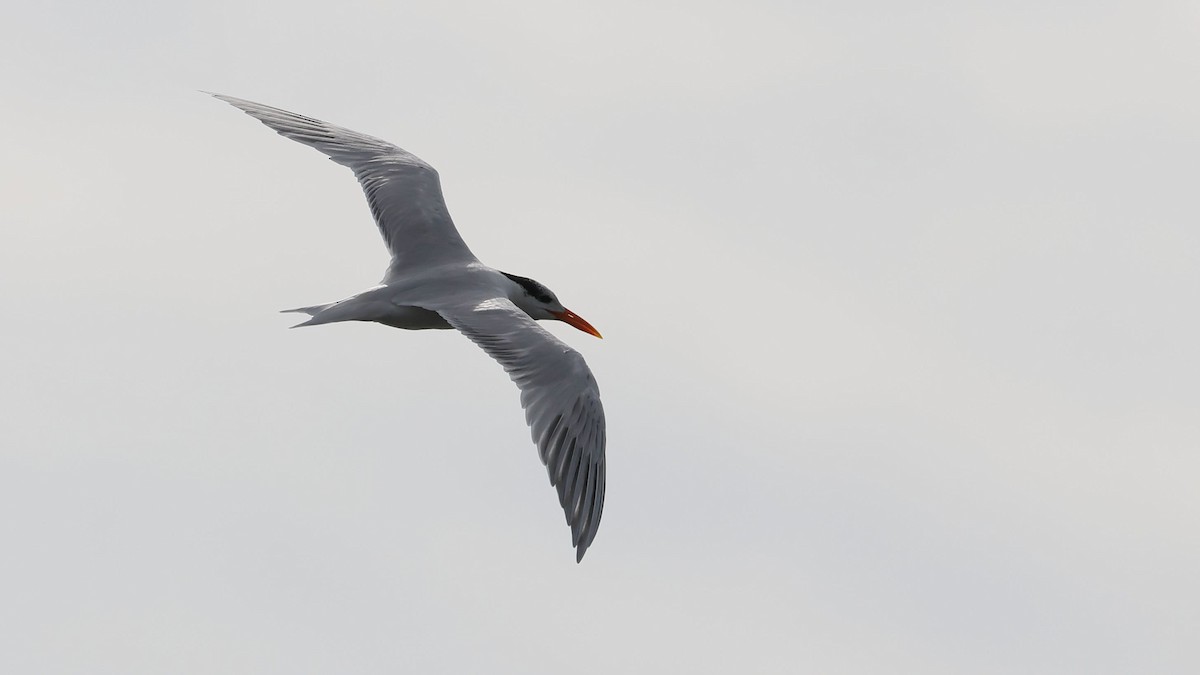 Royal Tern - ML527312131