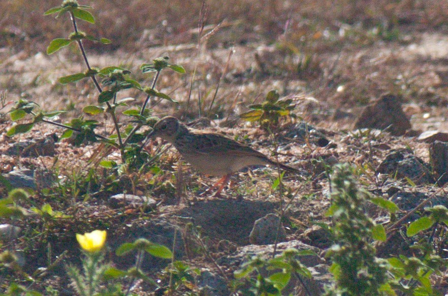 Jerdonlerche - ML527312271