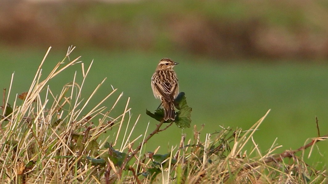 Whinchat - ML527312481