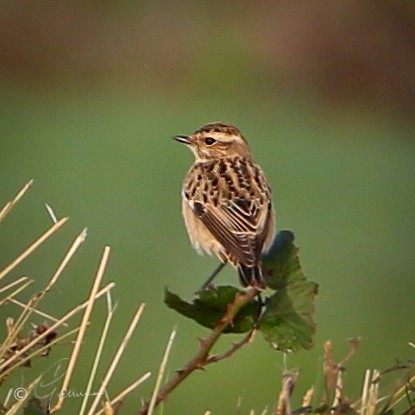 Whinchat - ML527312491