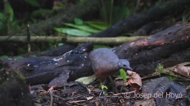 Little Tinamou - ML527313201