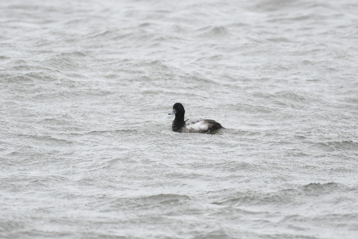 Greater Scaup - ML527313561