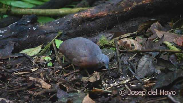 Little Tinamou - ML527313781