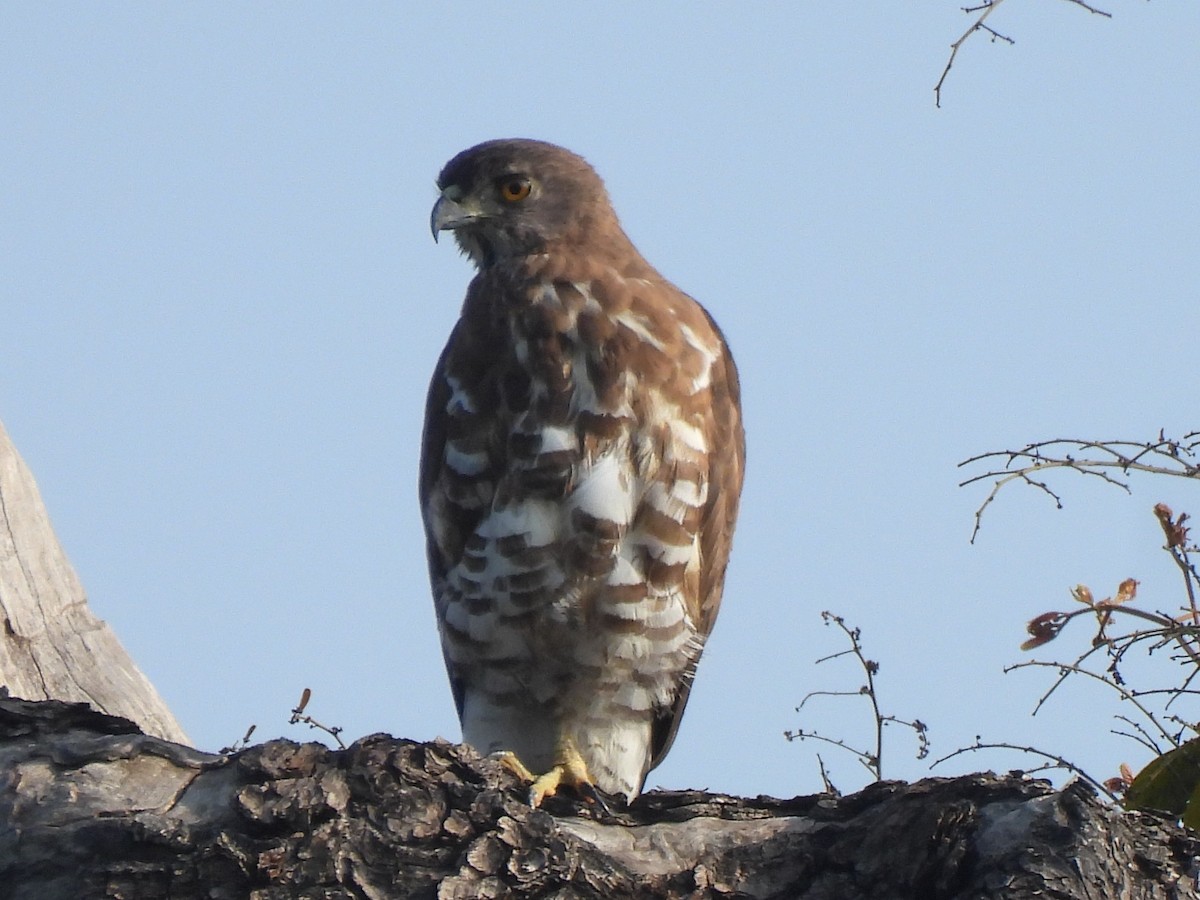 Crested Goshawk - ML527314041