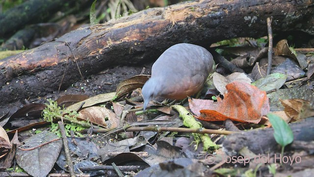 Little Tinamou - ML527315821