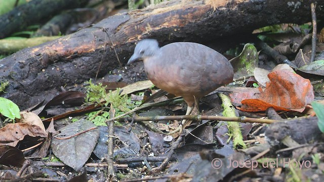 Little Tinamou - ML527316231