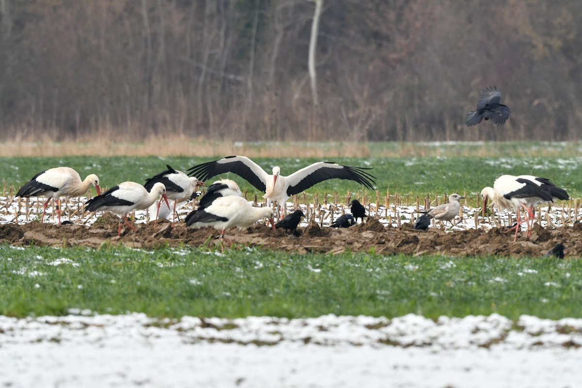 White Stork - ML527316391