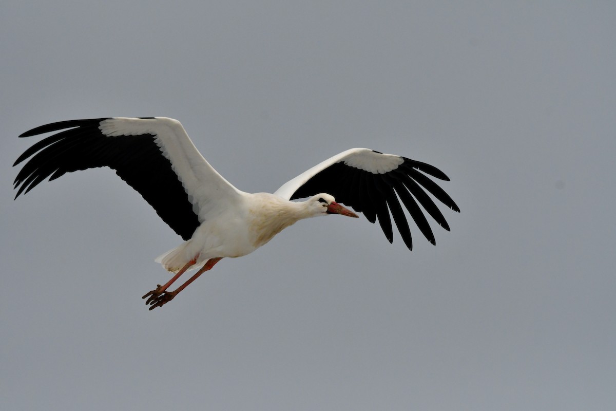 White Stork - Denis Neukomm