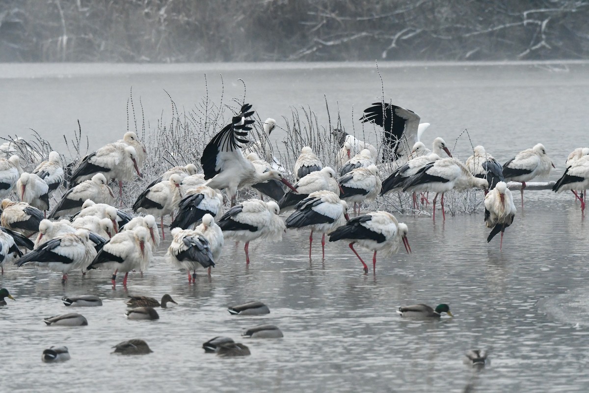 White Stork - ML527316411