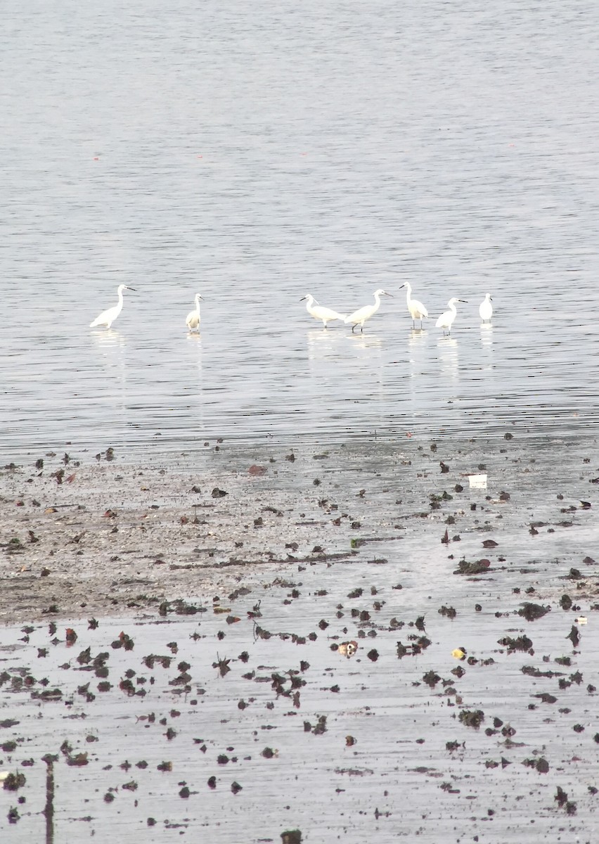 Little Egret - Martin Kennewell