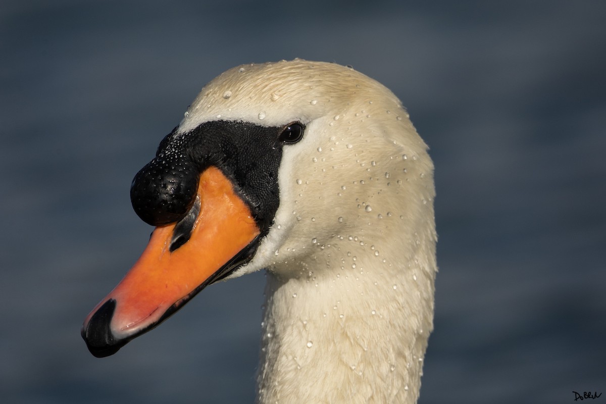 Mute Swan - ML527317451