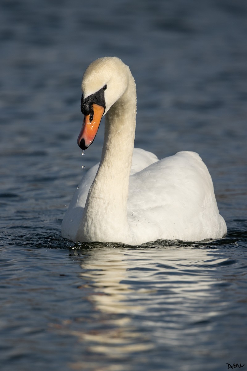 Mute Swan - ML527317461