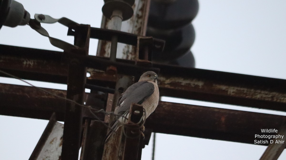 Shikra - ML527317491