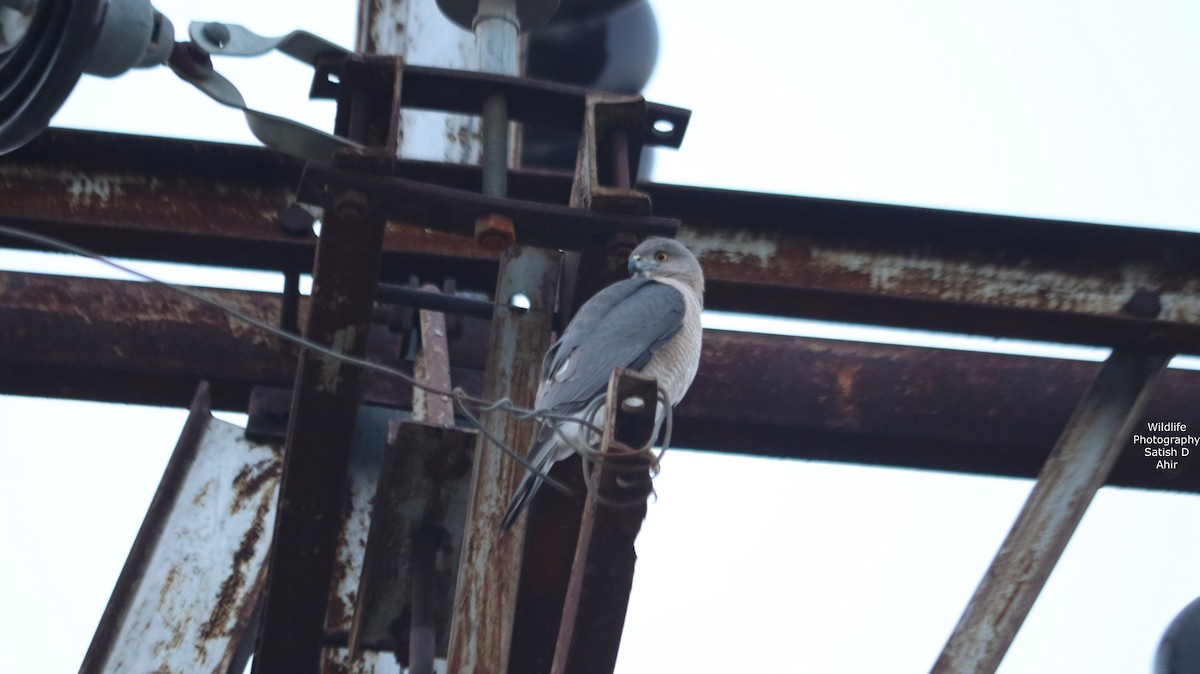 Shikra - ML527317521