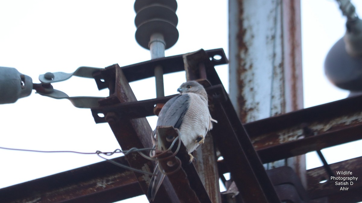 Shikra - ML527317531