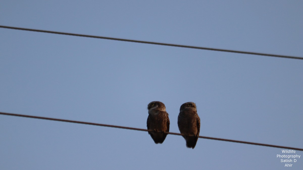 Spotted Owlet - ML527317651